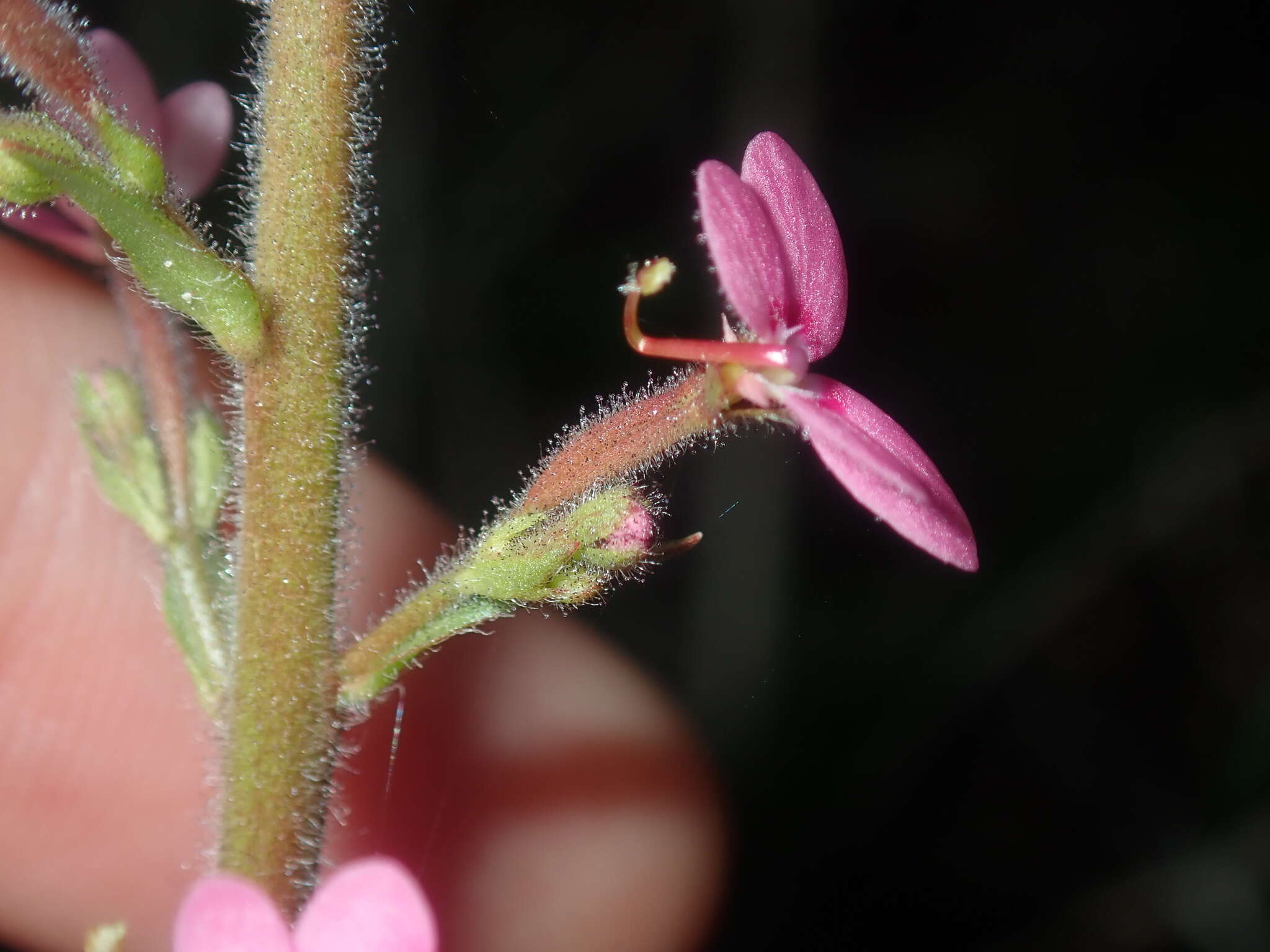 Image de Stylidium elongatum Benth.