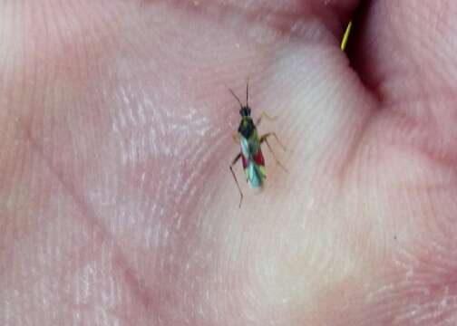 Image of Tupiocoris californicus (Stal 1859)