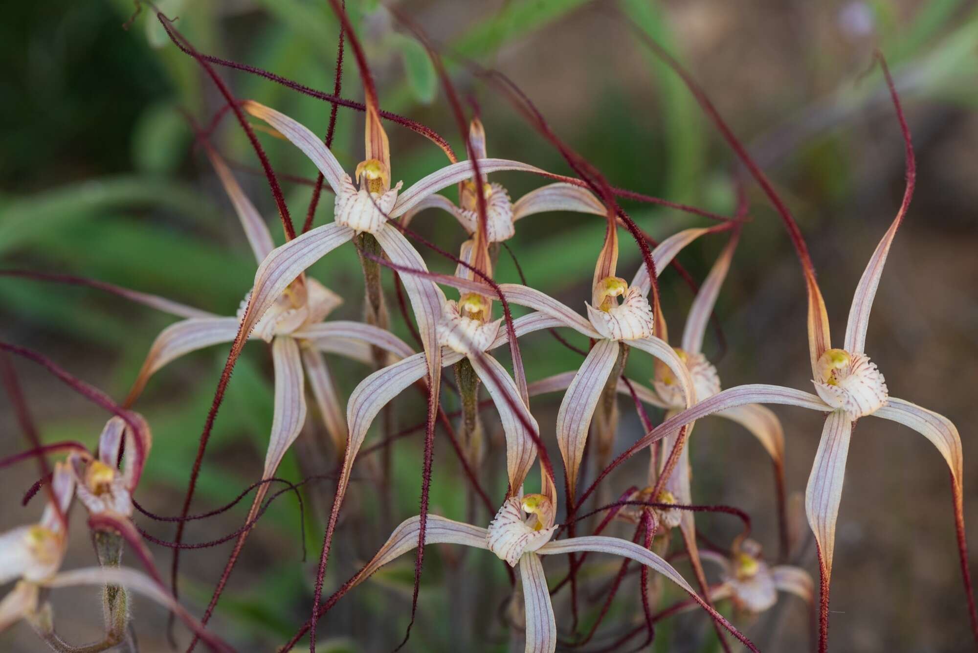 Image of Chameleon orchid