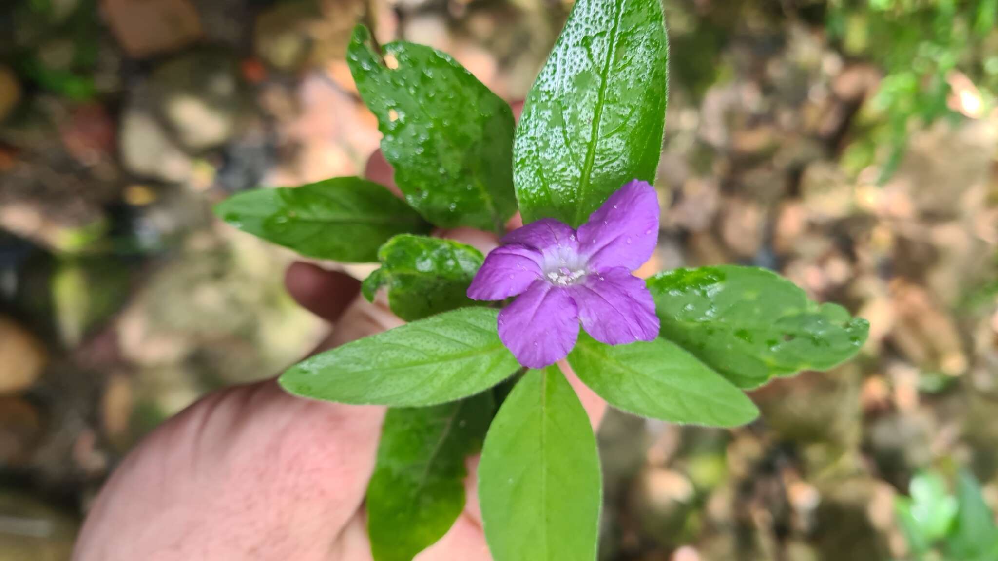 Imagem de Ruellia longepetiolata (Oerst.) Hemsl.