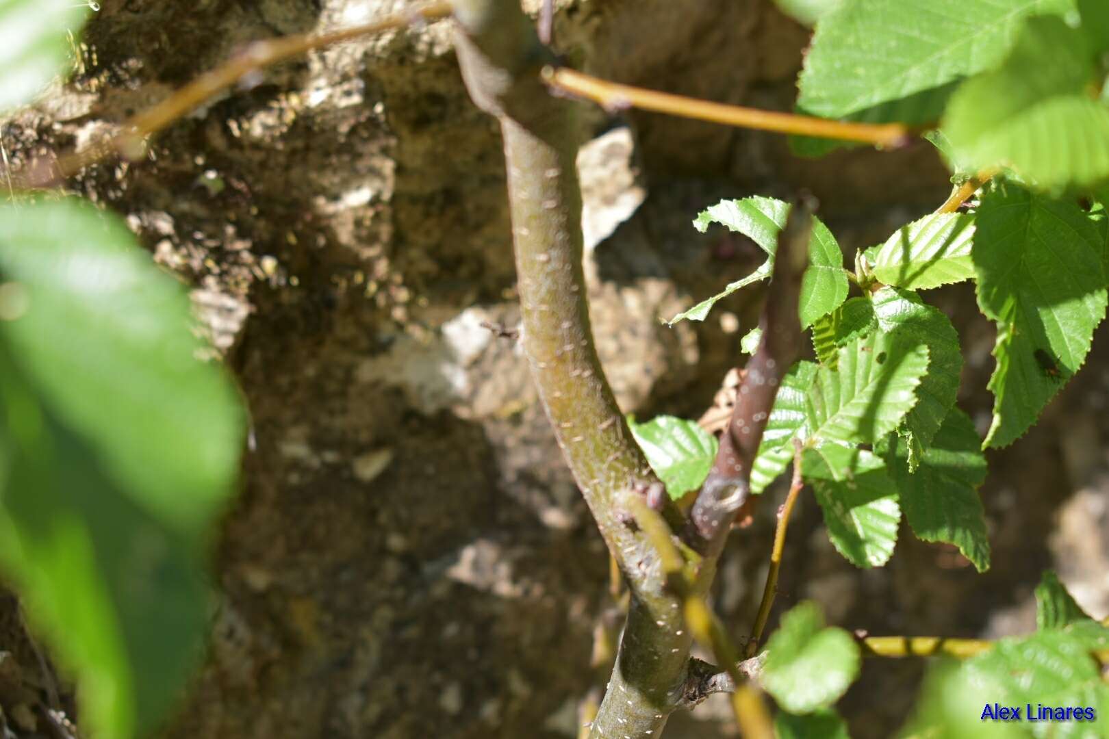 Image de Alnus oblongifolia Torr.