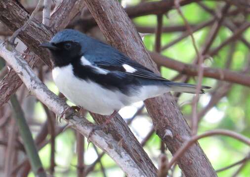 Image of Black-throated Blue Warbler