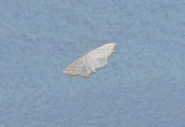 Image de Idaea elongaria Rambur 1833