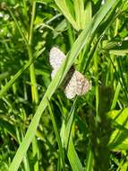 Scopula immorata Linnaeus 1758 resmi