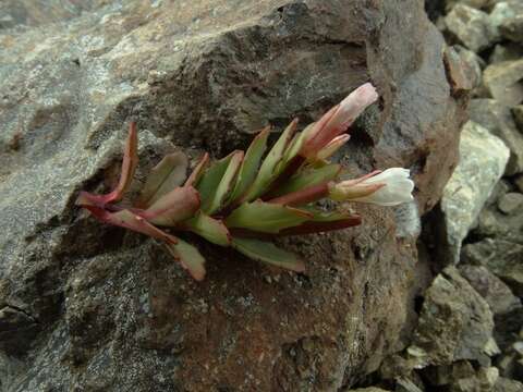 Image of Epilobium pycnostachyum Hausskn.