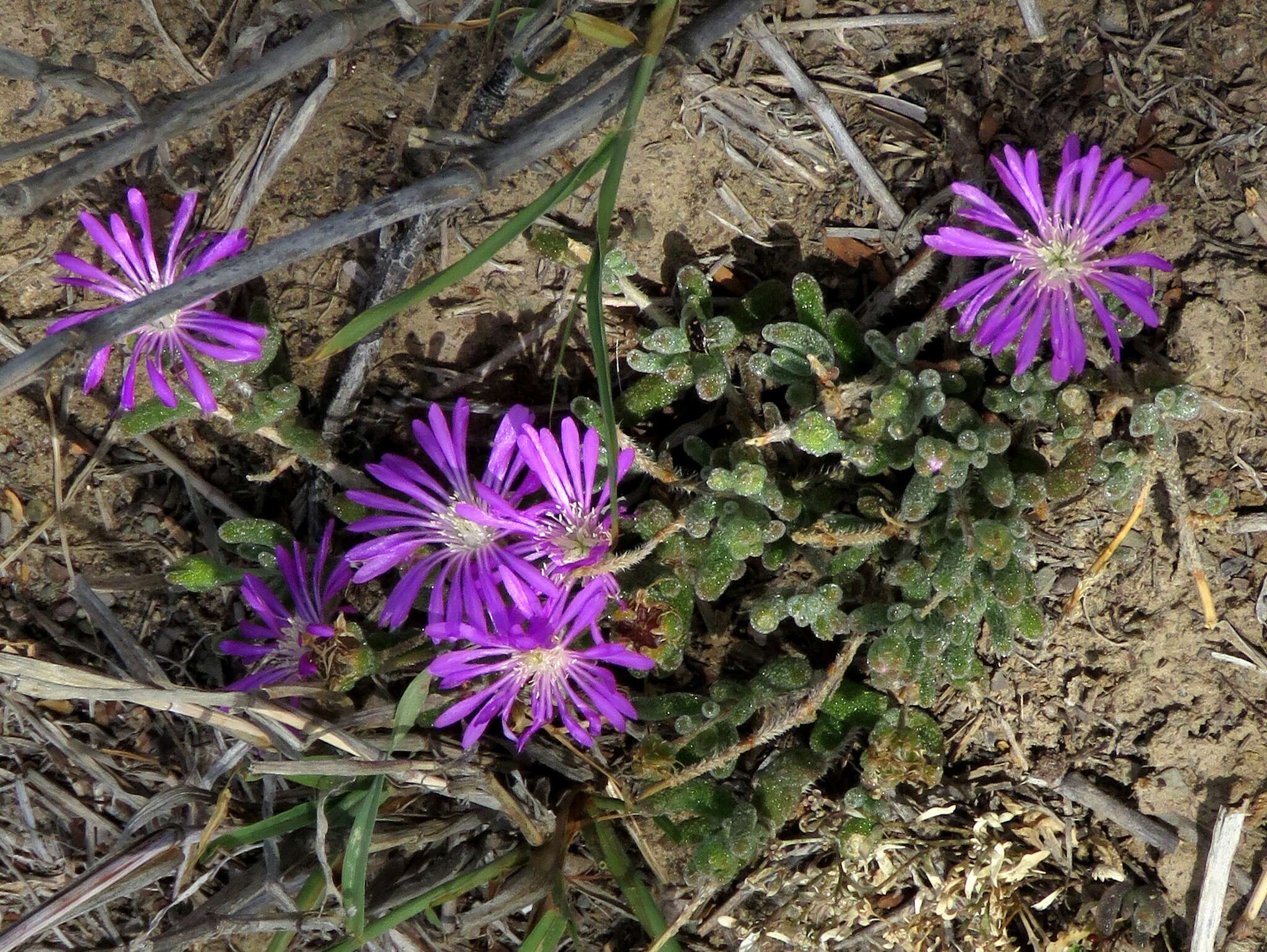 Imagem de Drosanthemum hispidum (L.) Schwant.