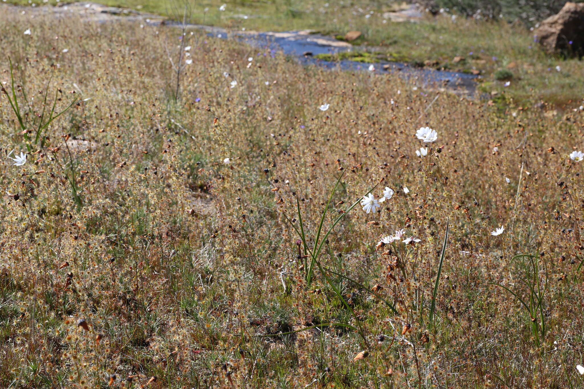 Image of Drosera heterophylla Lindl.