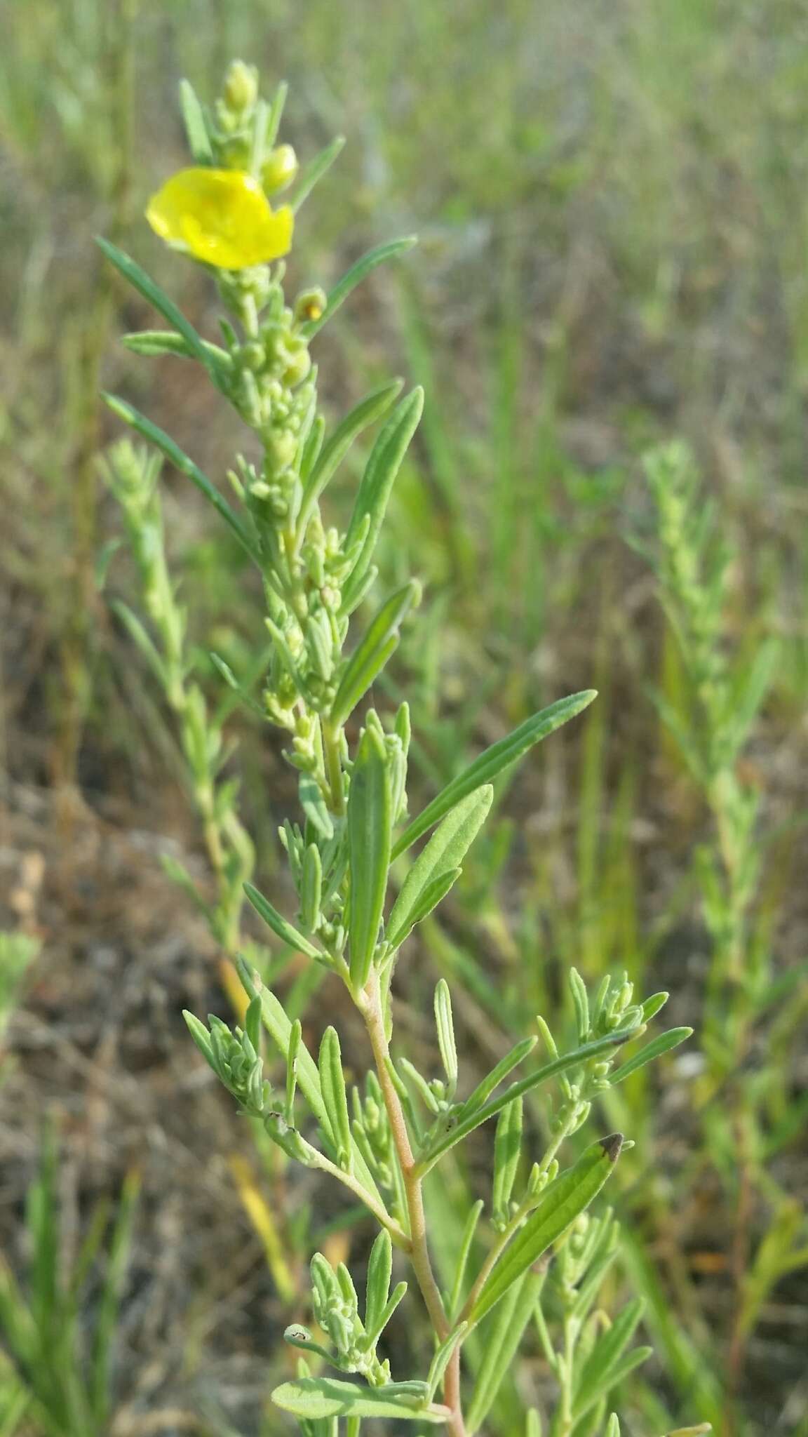 Image of Crocanthemum rosmarinifolium (Pursh) Janchen