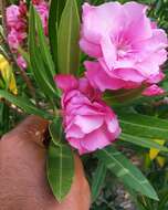 Image of Oleander