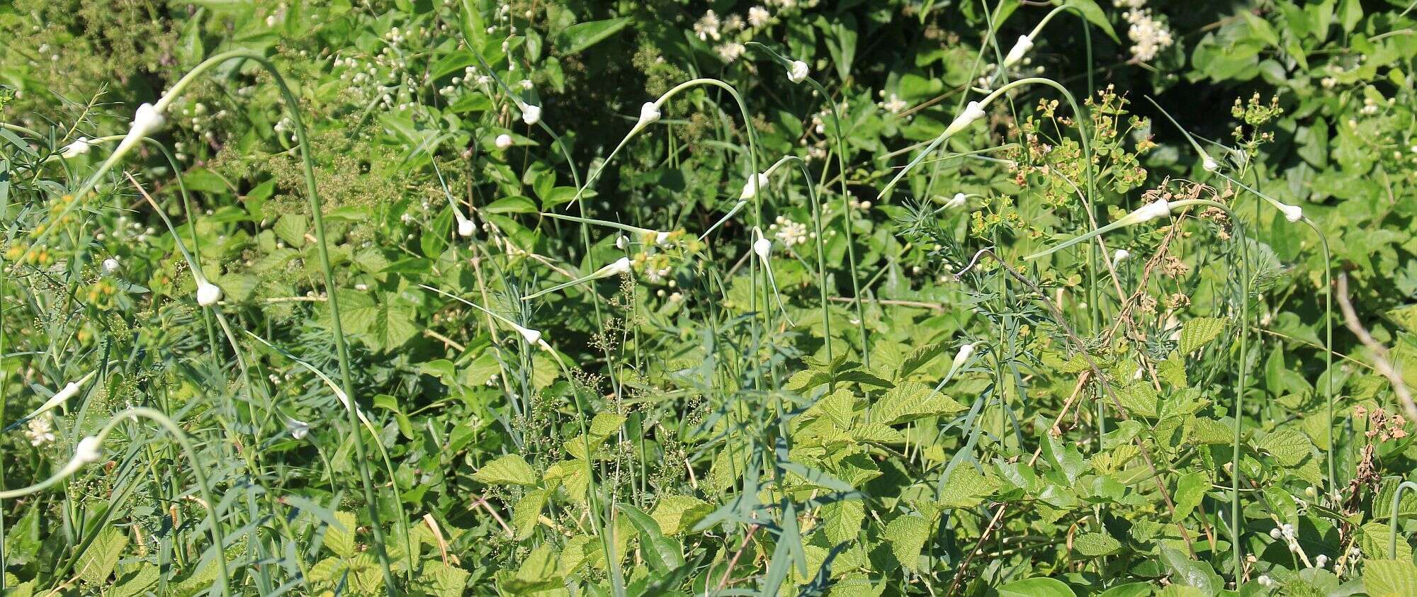 Image of cultivated garlic