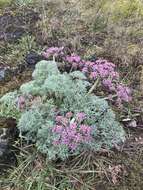 Imagem de Lomatium columbianum Mathias & Constance