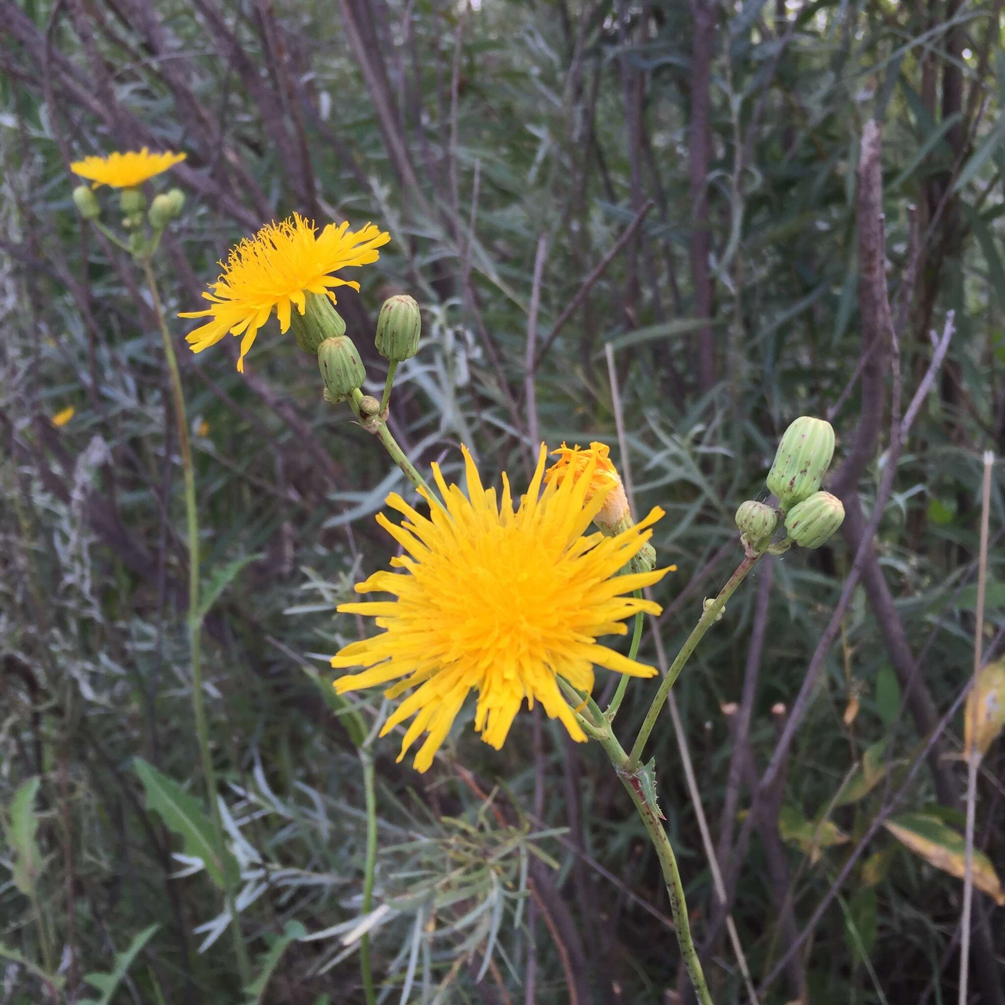 Plancia ëd Sonchus arvensis L.