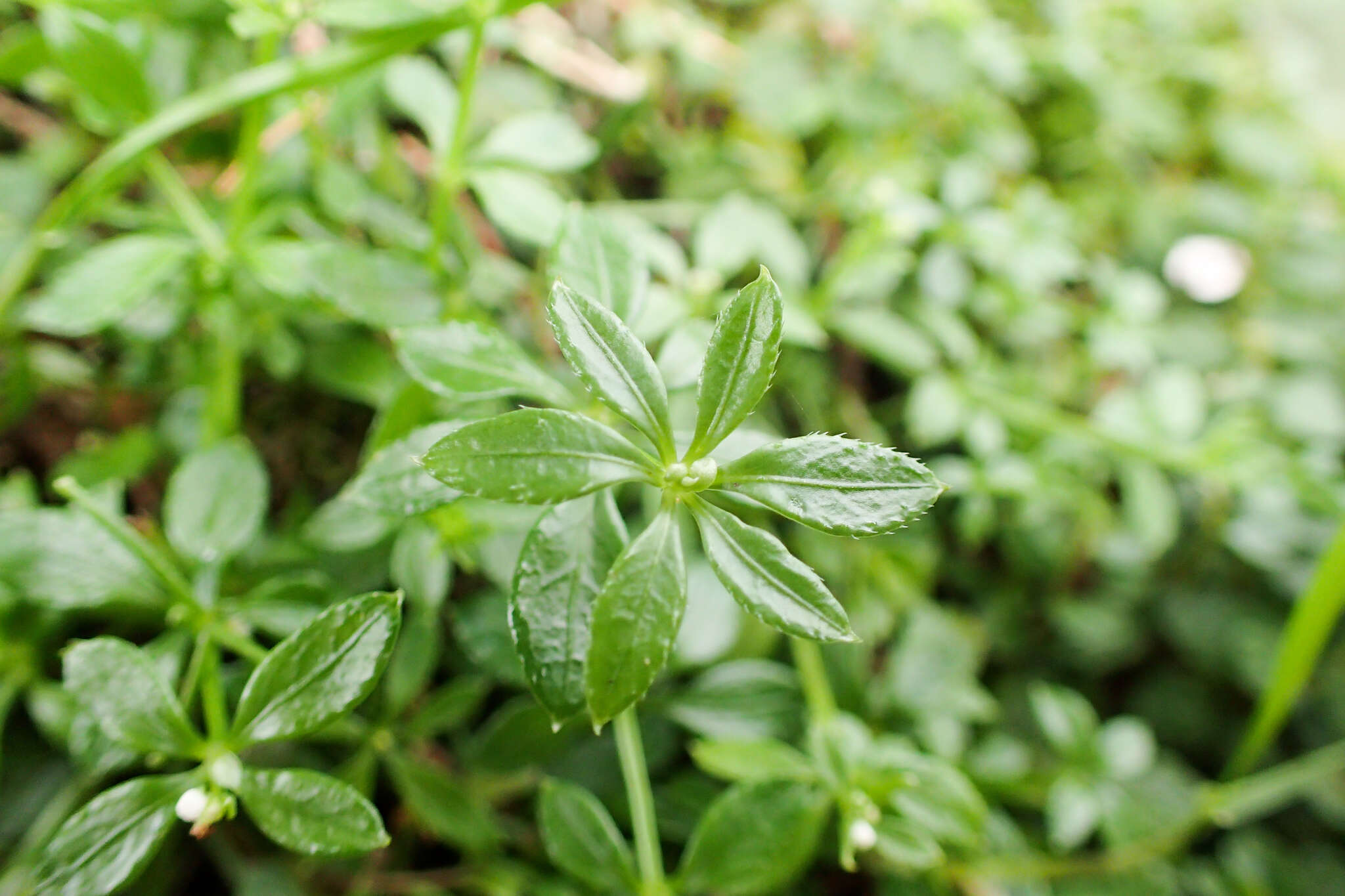 Plancia ëd Galium echinocarpum Hayata