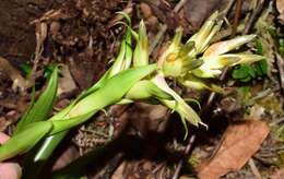 Tillandsia biflora Ruiz & Pav. resmi