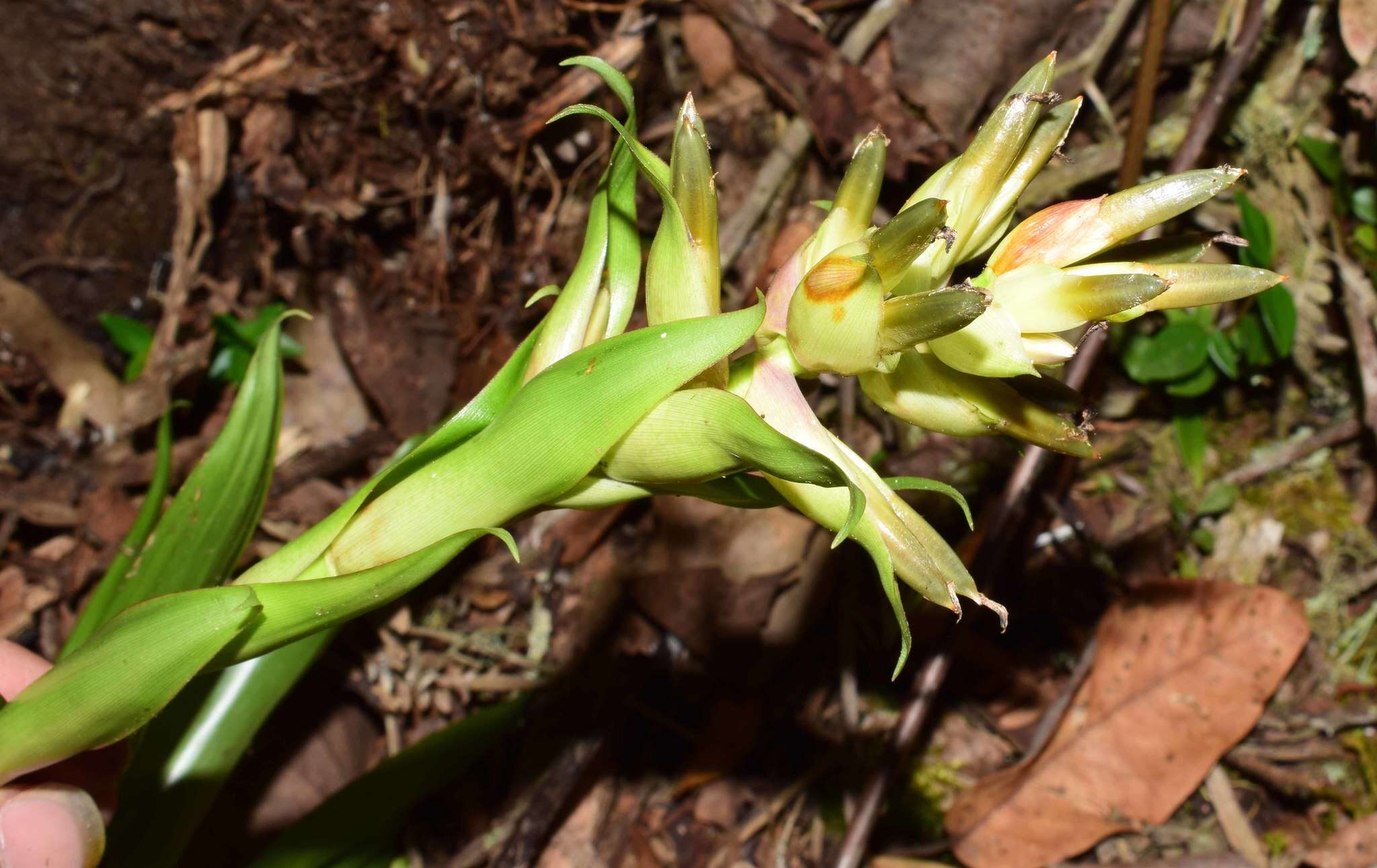 Tillandsia biflora Ruiz & Pav. resmi