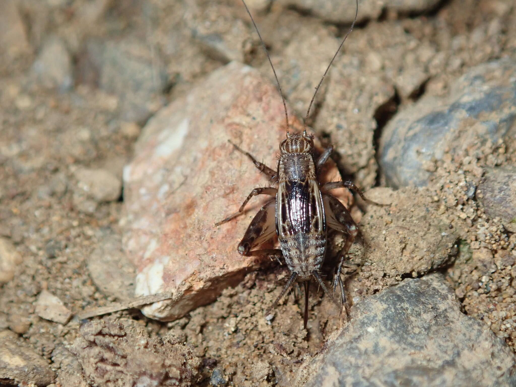 Sivun <i>Dianemobius mikado</i> kuva