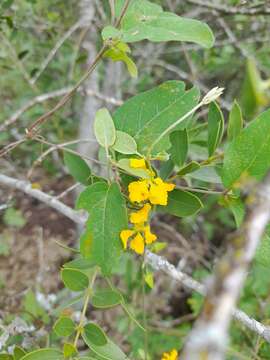 Image of Aspicarpa sericea Griseb.