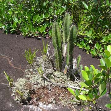 Image de Cereus hexagonus (L.) Mill.