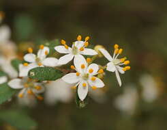 Image of Asterolasia asteriscophora subsp. albiflora Mole