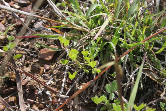 Image of cutleaf medick