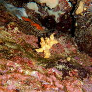 Image of Mediterranean mermaid's glove