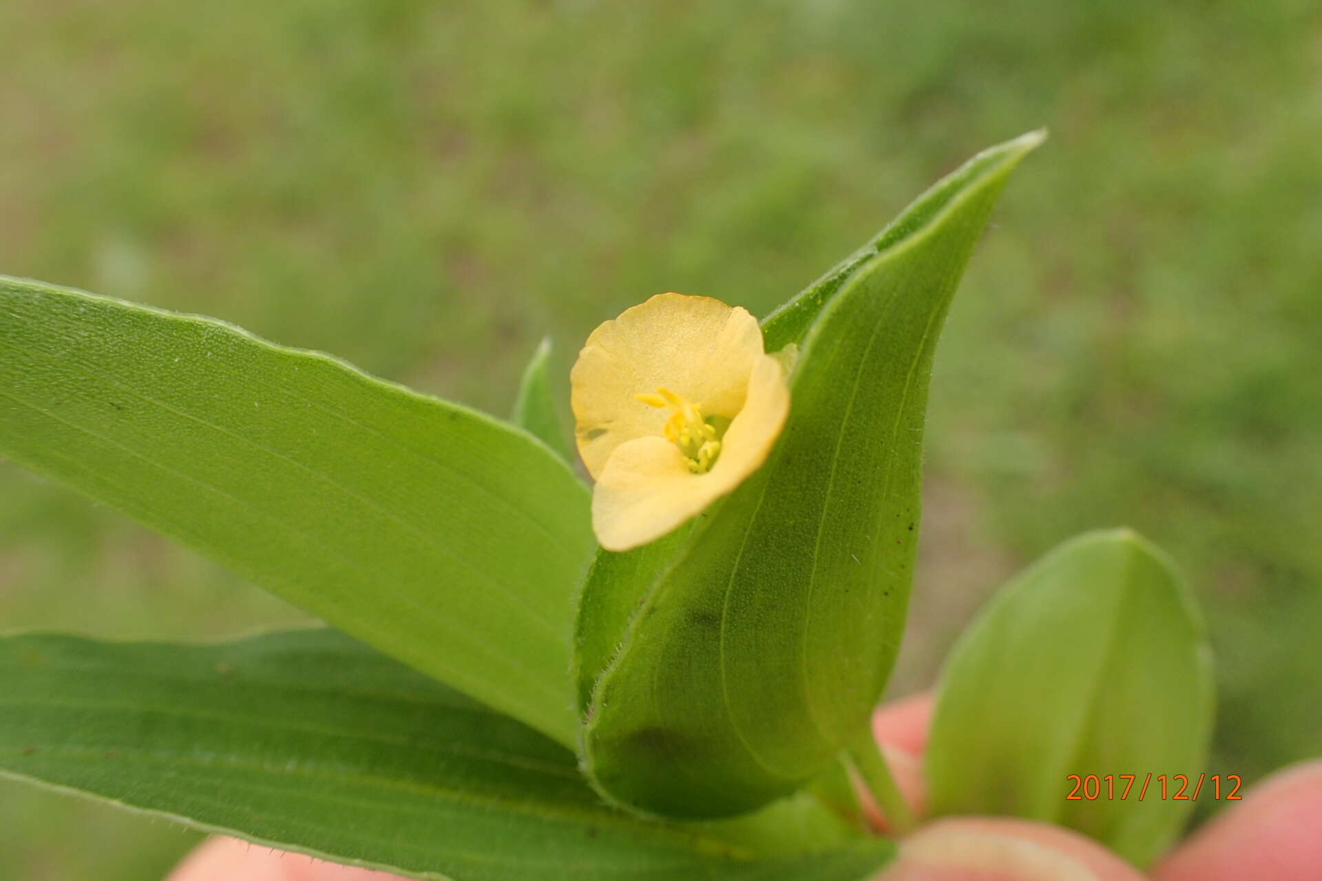 Image de Commelina africana L.