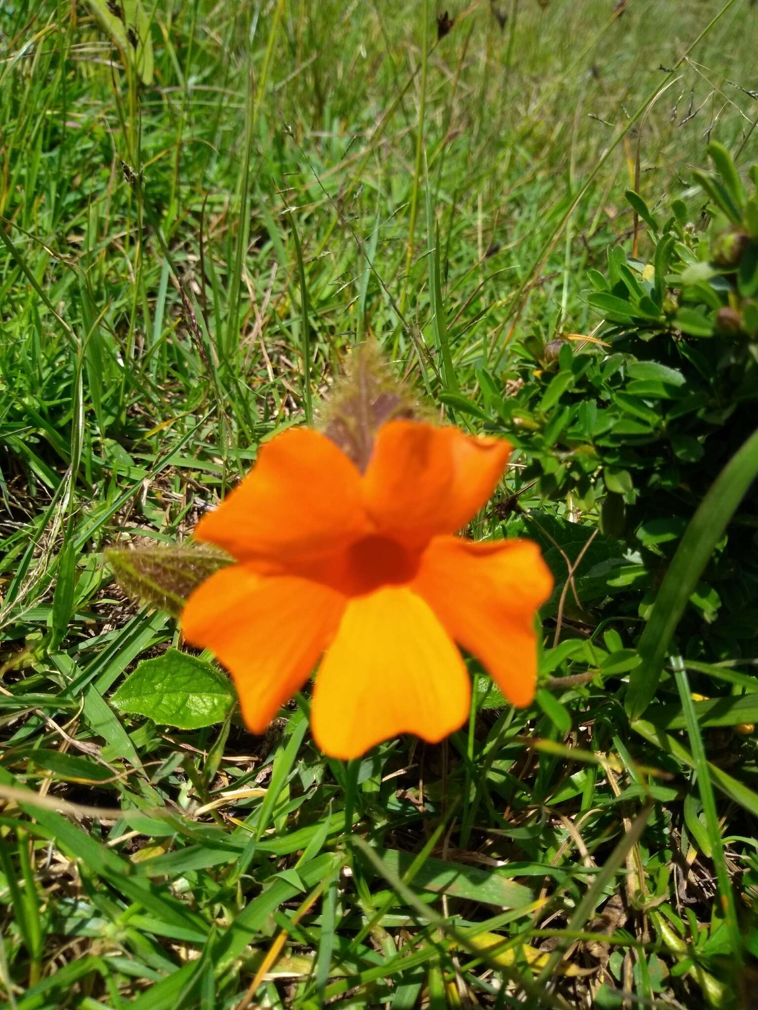 Image of Thunbergia gregorii S. Moore