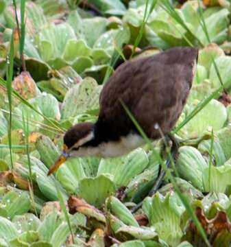 Image of Jacana Brisson 1760