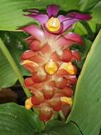 Image de Curcuma roscoeana Wall.