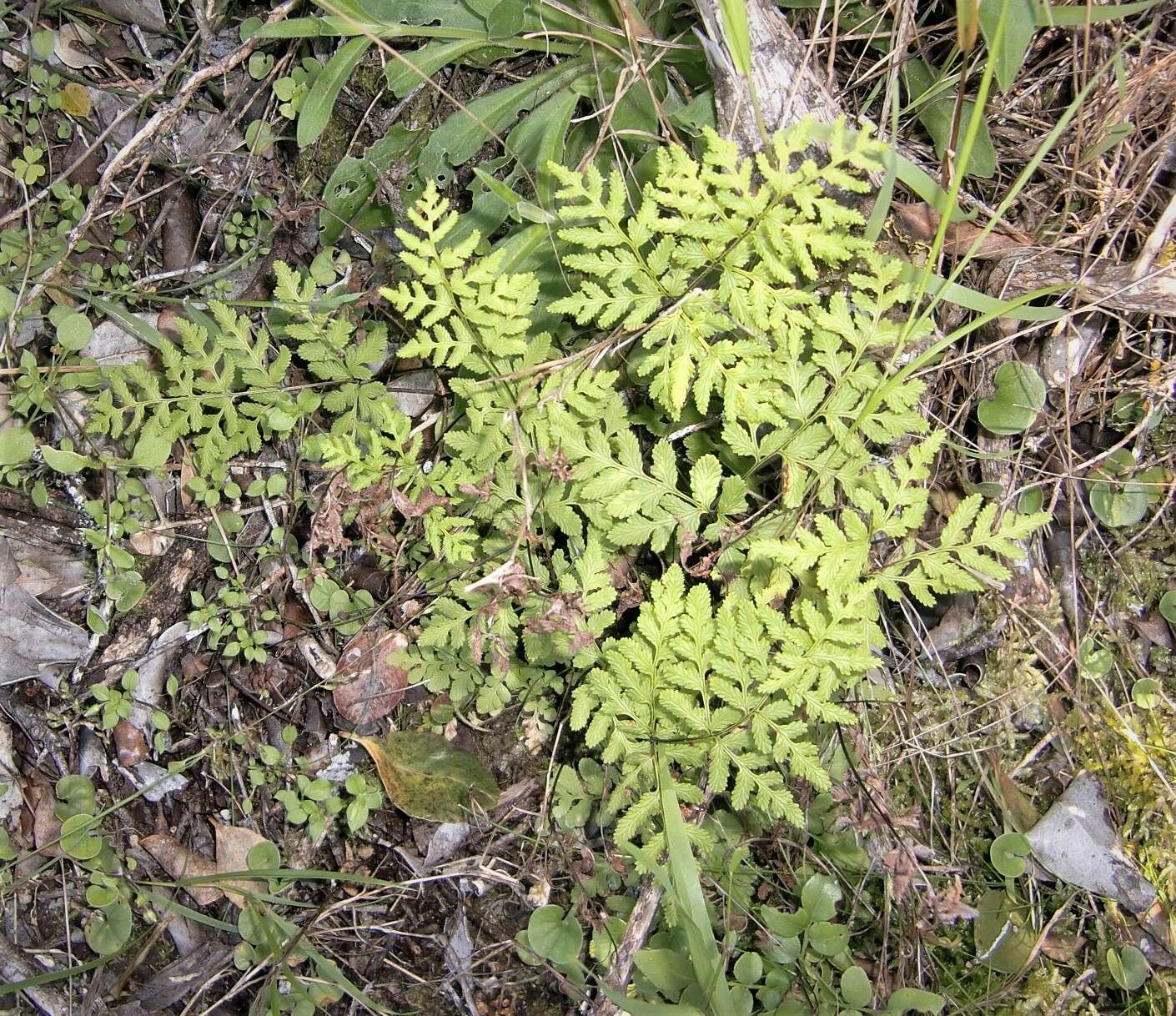 Image of Cheilanthes capensis (Thunb.) Sw.