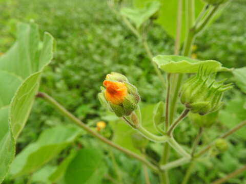 Image of Indianmallow