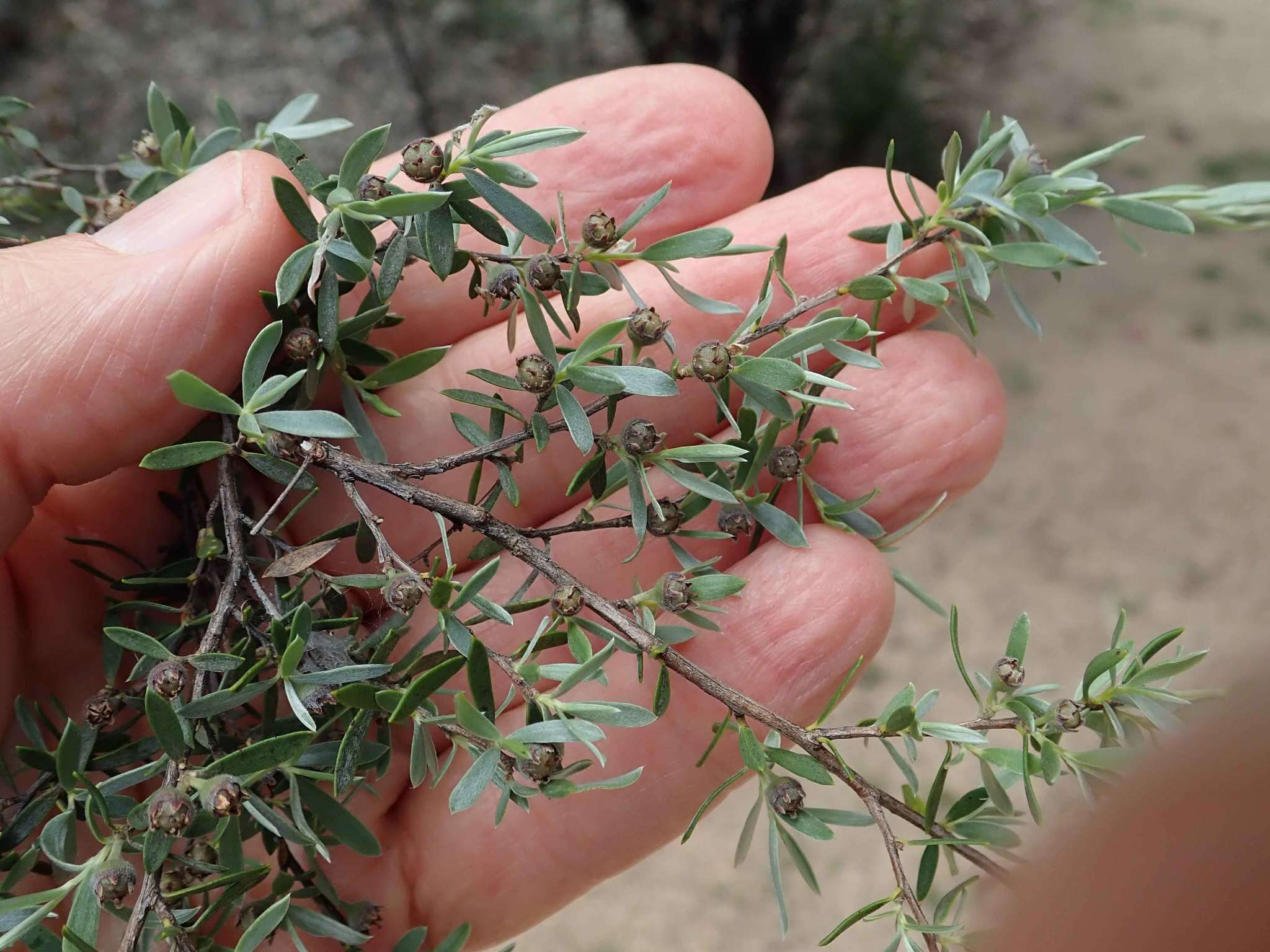 Image of Leptospermum brevipes F. Müll.