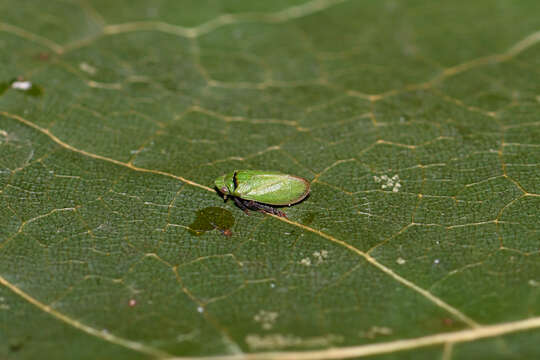 Image of Tettigometra (Tettigometra) virescens Panzer 1799