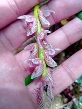 Image of Bulbophyllum pachypus Schltr.