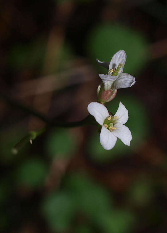 صورة Cardamine dolichostyla Heenan