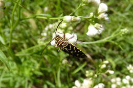 Megacyllene acuta (Germar 1821)的圖片