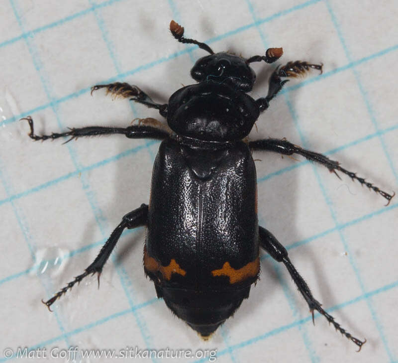 Image of Nicrophorus (Nicrophorus) investigator (Zetterstedt 1824)