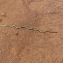 Image of Kenya Beaked Snake