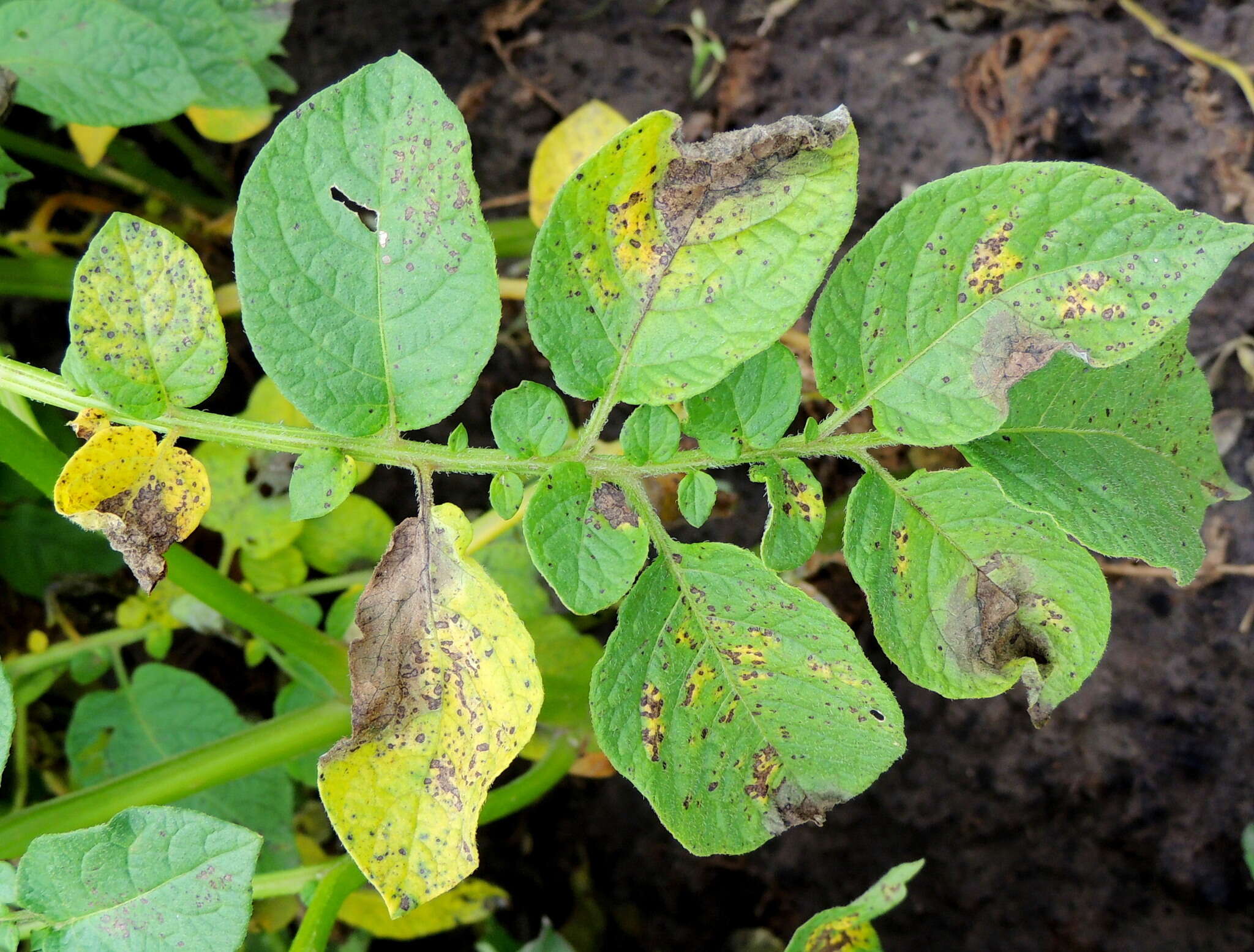 Image of Phytophthora de Bary 1876