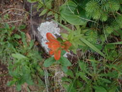 Image of coast Indian paintbrush