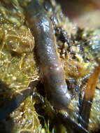 Sivun Paralepidonotus ampulliferus (Grube 1878) kuva