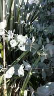 Image of silver-dollar eucalyptus