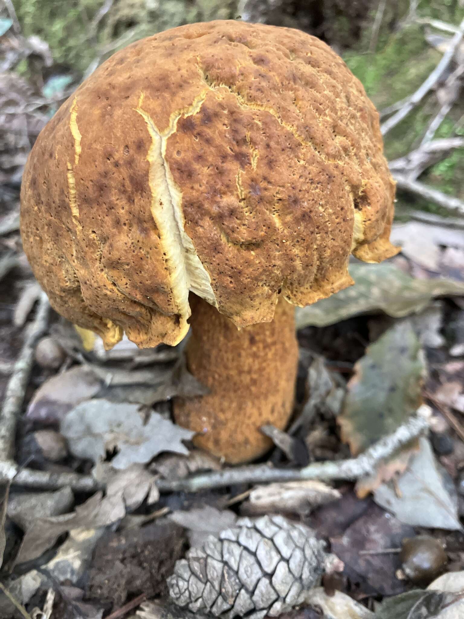 Image of Rugiboletus