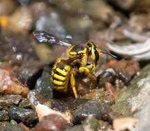 Image of Anthidium illustre Cresson 1879