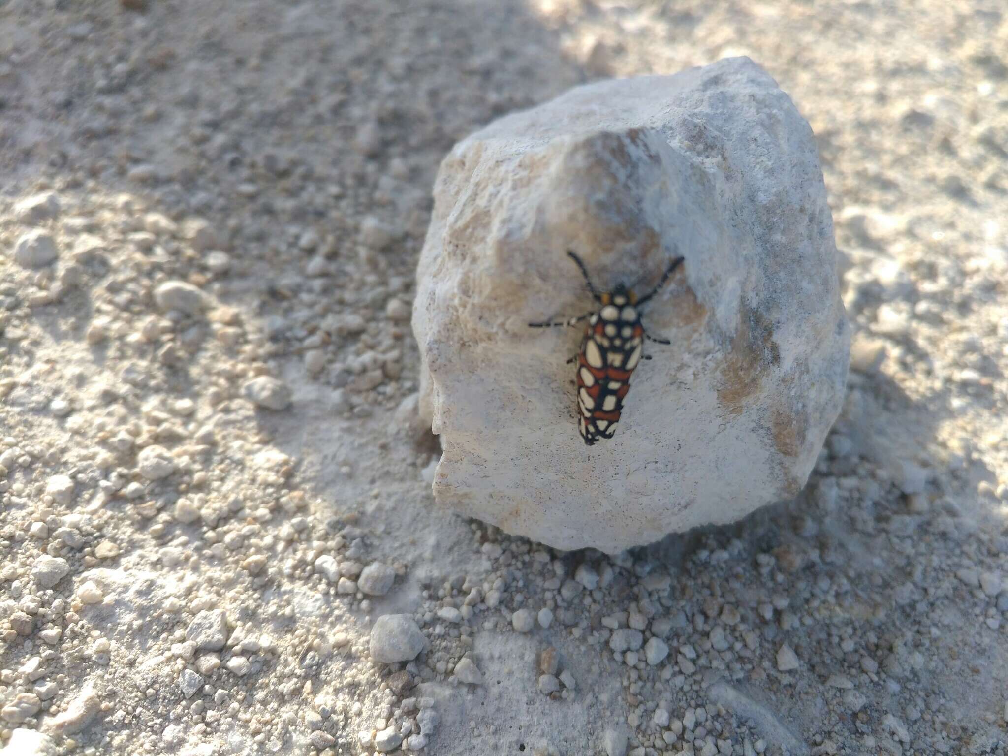 Sivun Cydosia nobilitella Cramer 1779 kuva