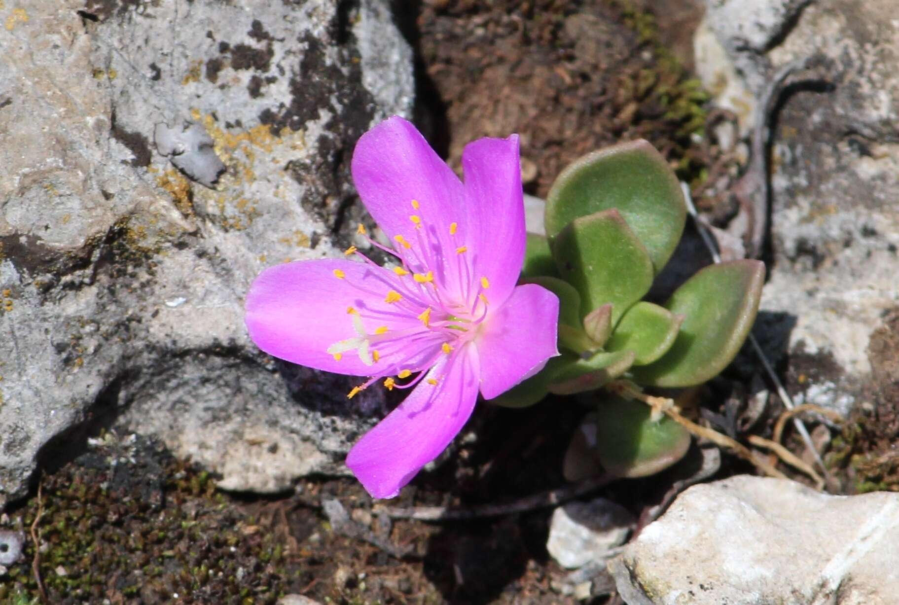 Image of Grahamia coahuilensis (S. Wats.) G. D. Rowley