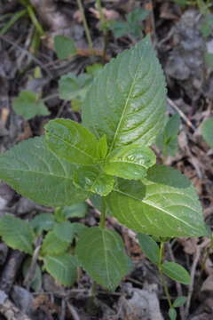 Image of Mercurialis ovata Sternb. & Hoppe