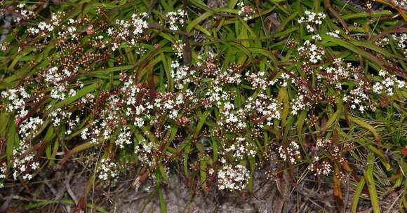 Imagem de Platysace compressa (Labill.) C. Norman