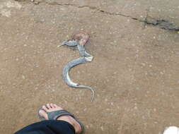 Image of Masked Water Snake