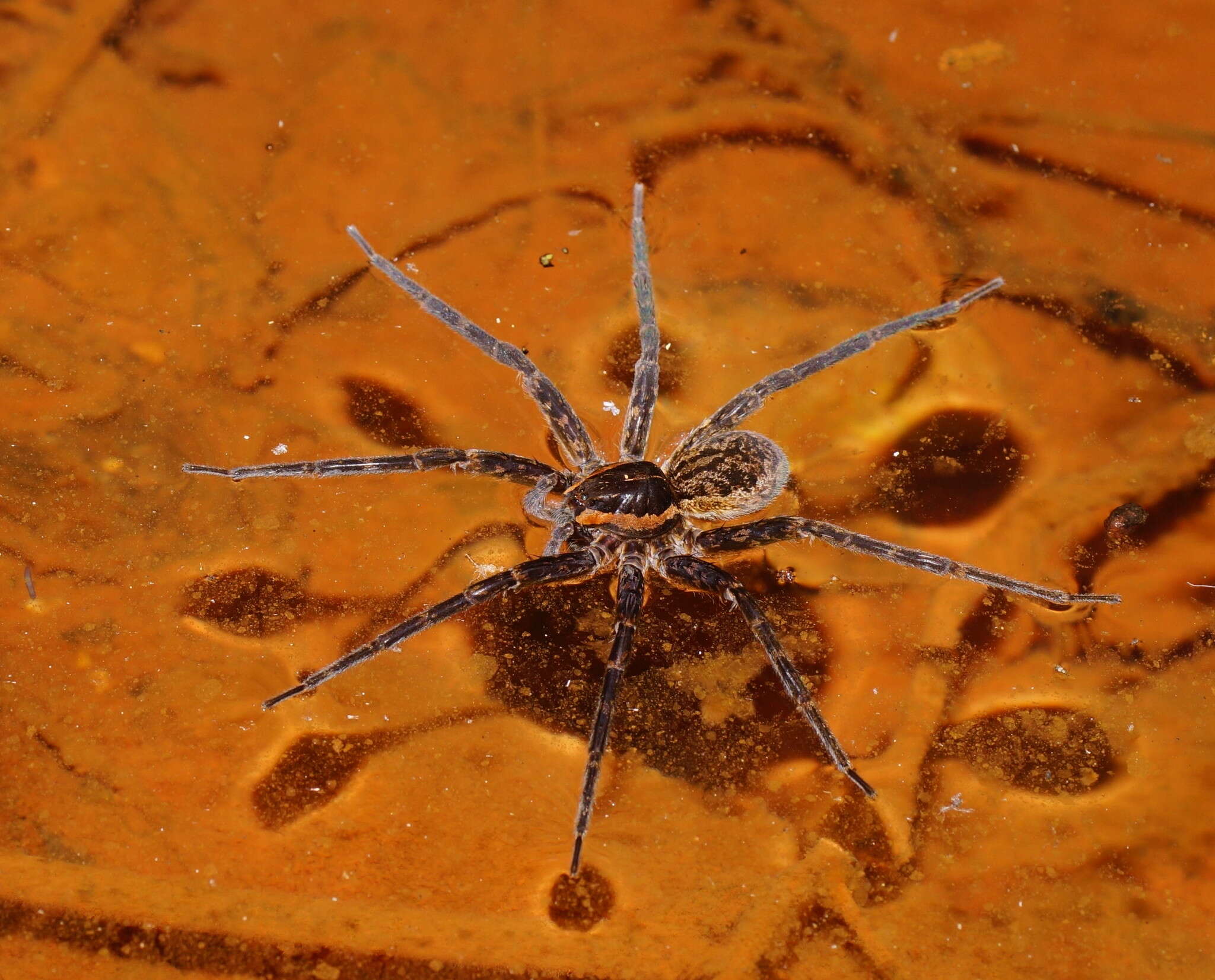 Image of Dolomedes briangreenei Raven & Hebron 2018